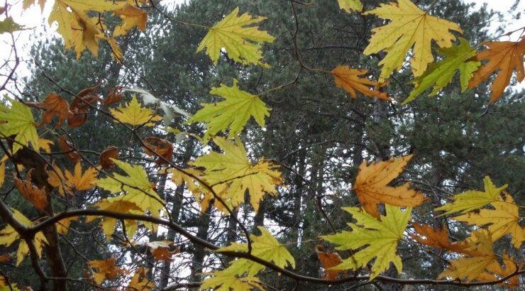 Περιπατητικό φεστιβάλ από τον ΚΟΤ 