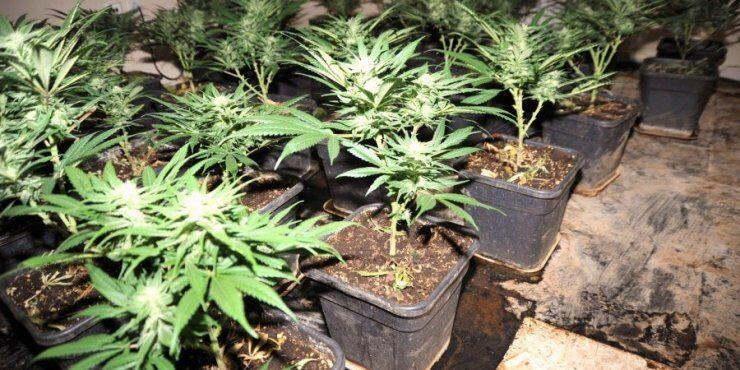 Χασισοφυτεία με περισσότερα από 1600 δενδρύλλια
