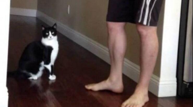 Η καλύτερη αγκαλιά που έγινε ποτέ από γάτα! [βίντεο]