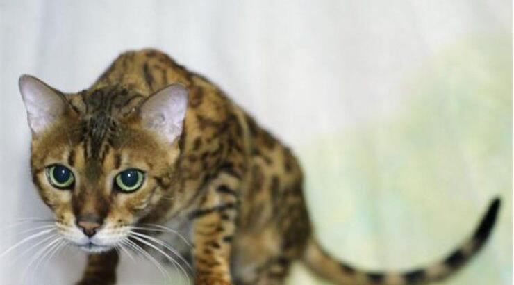 Γάτος σώθηκε χάρη στη μετάγγιση αίματος από σκύλο! 