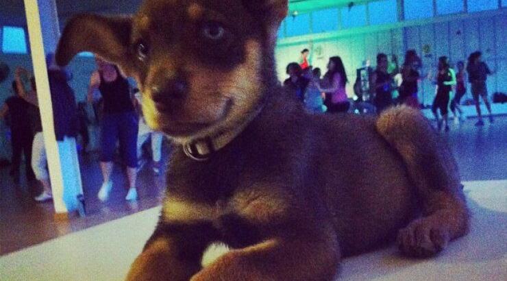 Ποιος είναι ο Κύπριος παρουσιαστής που απέκτησε αυτό το σκυλάκι;