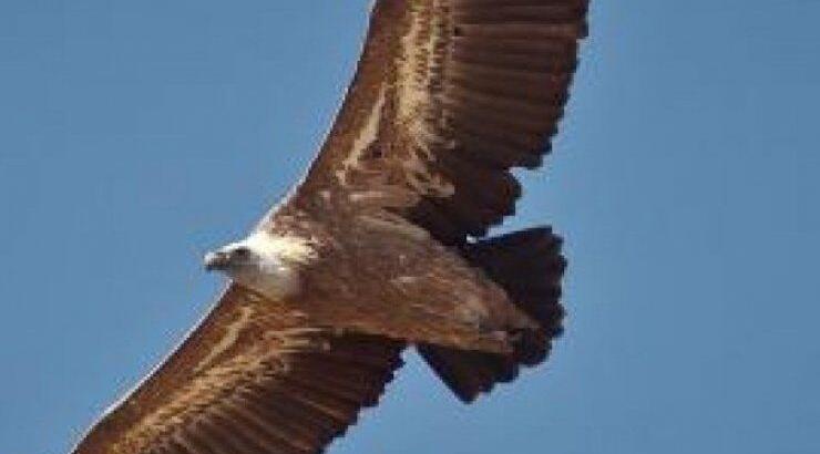 Σπάνιοι γύπες βρέθηκαν νεκροί