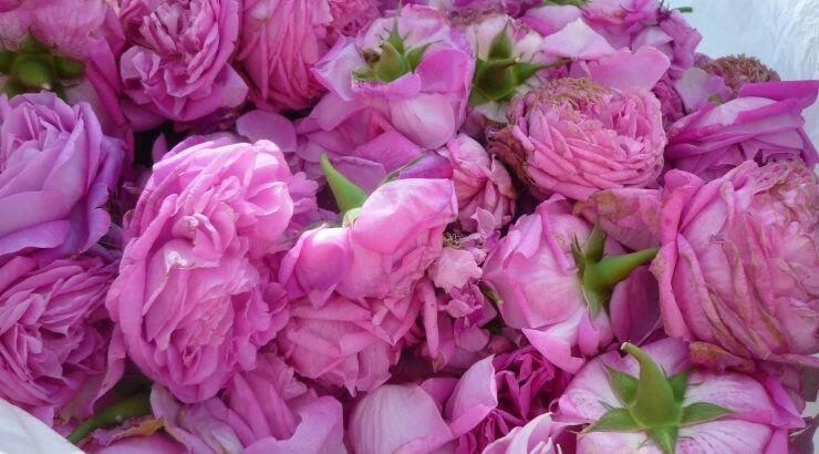 Ο Αγρός ετοιμάζεται για τη 10η Γιορτή Τριανταφύλλου