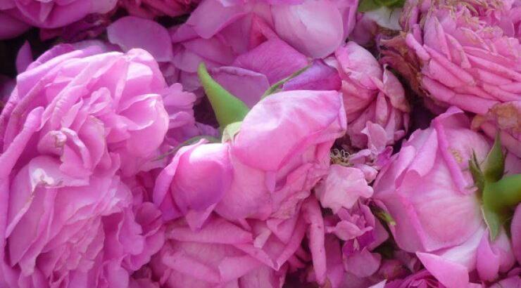 10+1 λόγοι για να πας στο Φεστιβάλ Τριαντάφυλλου στον Αγρό