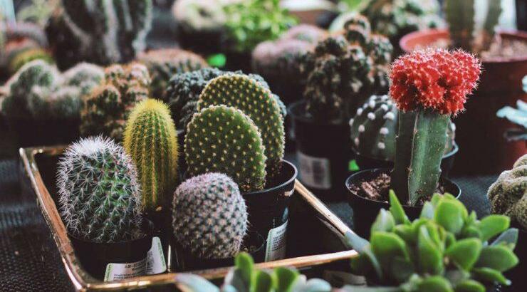 Μια έκθεση για κάκτους, παχύφυτα, βιολογικά και βότανα στη Λευκωσία