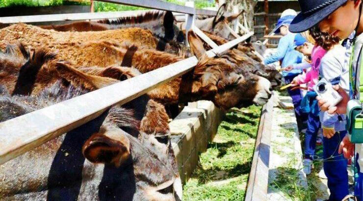 Ένα φεστιβάλ με Βότανα και Γαϊδουράκια