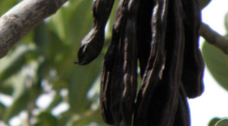 Έρχεται το Φεστιβάλ Χαρουπιού στα Λατσιά