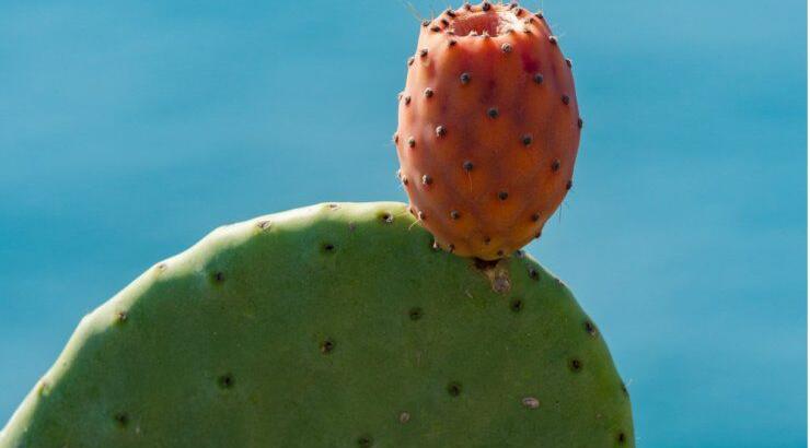 Φραγκόσυκα ή παπουτσόσυκα: Πόσο θρεπτικά είναι;