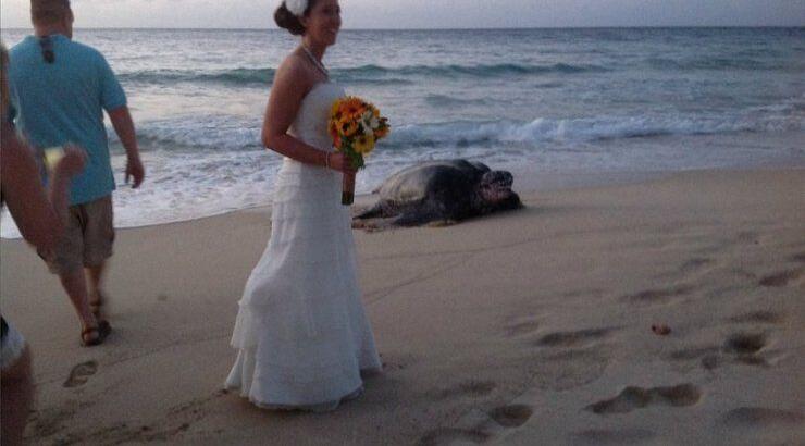 Τι μπορεί να συμβεί όταν μια... τεράστια χελώνα έρθει απρόσκλητη στο γάμο σας