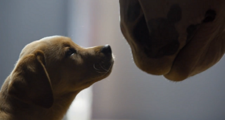 Η διαφήμιση που κλέβει καρδιές! [βίντεο]