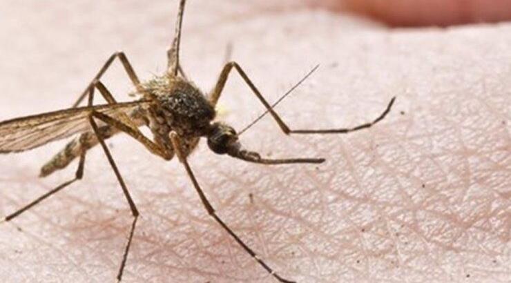 4 τρόποι για να μην σας πλησιάζουν τα κουνούπια 