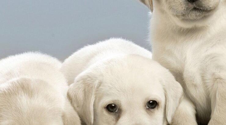 Αύριο στις 11 δημοπρασία για καλό σκοπό