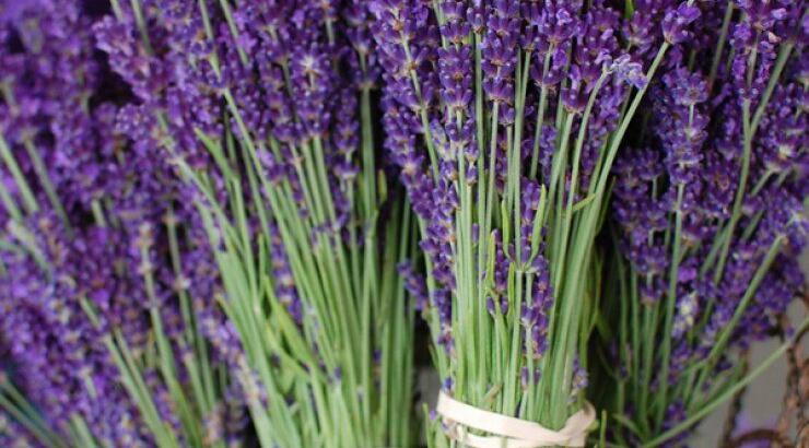 Μυρίζουμε τη λεβάντα των Πλατρών [την Πρωτομαγιά]