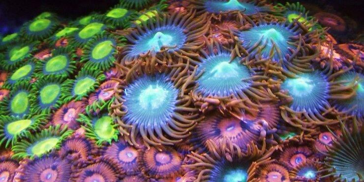 Τα κοράλλια πεθαίνουν απο τις χιλιάδες τόνους αντηλιακών 