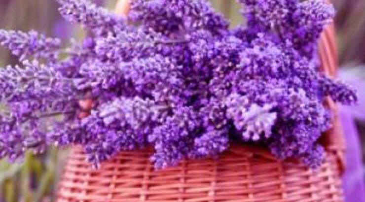 Οι Πλάτρες γιορτάζουν τη Λεβάντα, με ένα μοναδικό φεστιβάλ