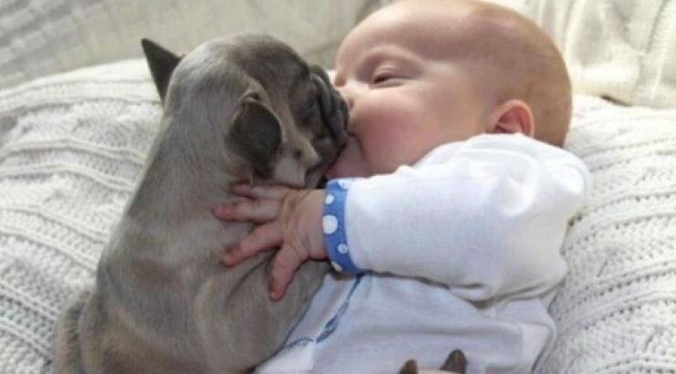  Απίθανες φωτογραφίες ενός μωρού περιτριγυρισμένου από κουτάβια μπουλντόγκ 