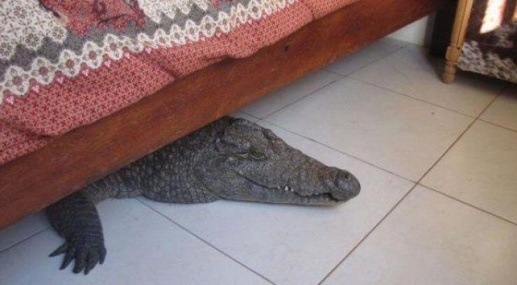 Ανακάλυψε κροκόδειλο κάτω από το κρεβάτι του