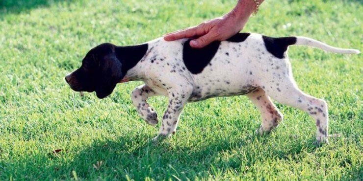 Απιστευτη κτηνωδία εναντίον σκύλου στη Λάρνακα