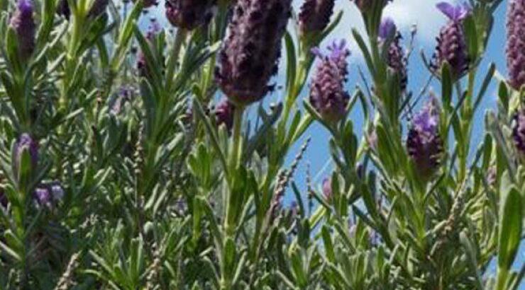 Έμαθες για το "1ο Φεστιβάλ Βότανα και Γαϊδουράκια";