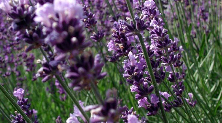 Έρχεται το 5ο Φεστιβάλ Λεβάντας στο Αυγόρου