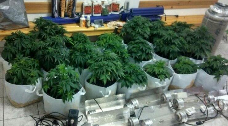 Σε κατάσταση σοκ Κύπριος της showbiz: Συνέλαβαν τον γιo του με 460 φυτά κάνναβης