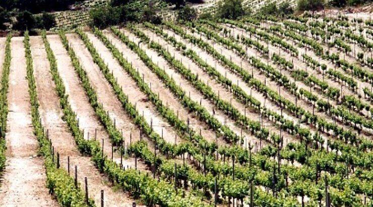 Στο Οινοποιείο Μαλλιάς