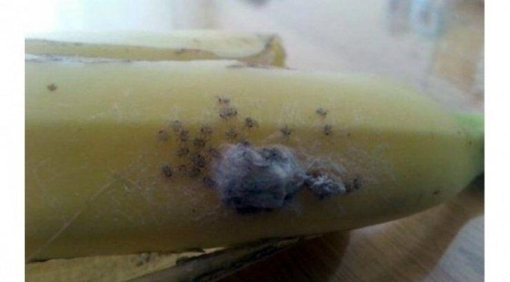 Αγόρασαν μπανάνες με τις πιο θανατηφόρες αράχνες του κόσμoυ