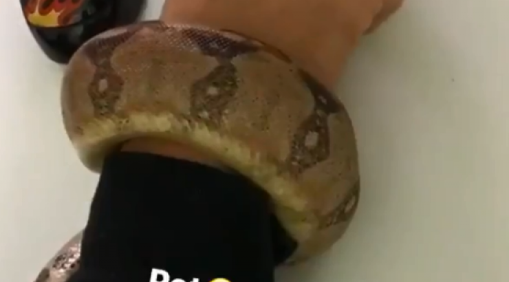 Απίστευτο! Επώνυμη Κύπρια έχει φίδι για pet!