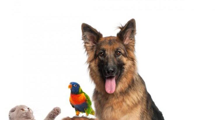 To Little Monsters Pet Center γίνεται 3 και το γιορτάζει 