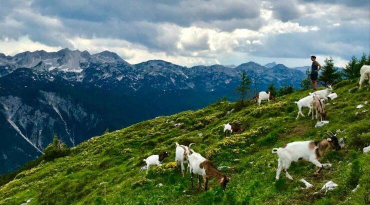 Ένα ακόμη δώρο της φύσης. Όλα όσα πρέπει να ξέρεις για το κατσικίσιο γάλα.