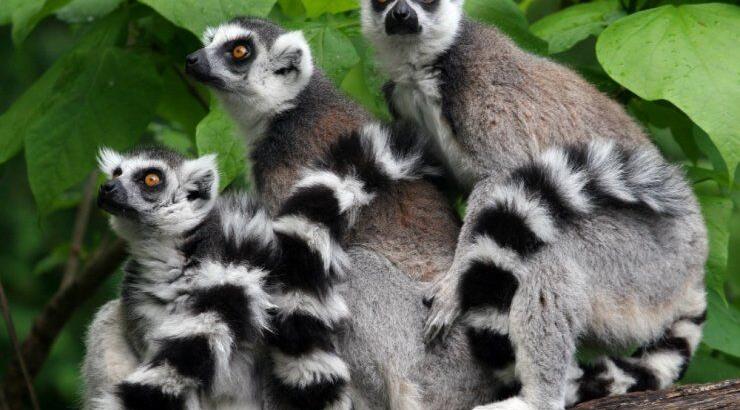 Γεννητούρια στο Ζωολογικό Κήπο της Πάφου 