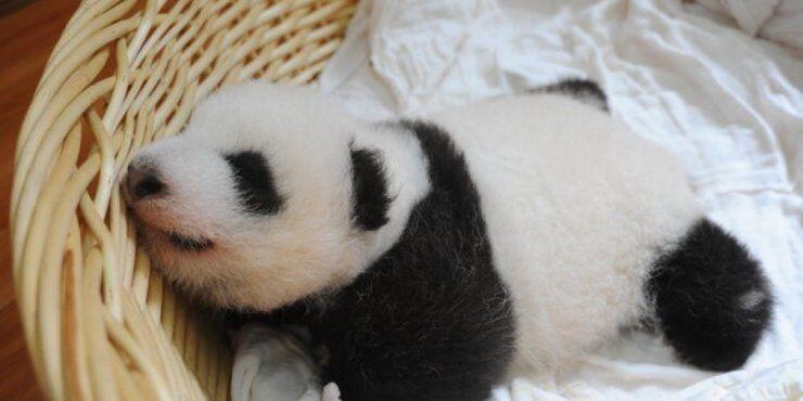 Πέθανε το ένα από τα δίδυμα Πάντα στην Ουάσινγκτον