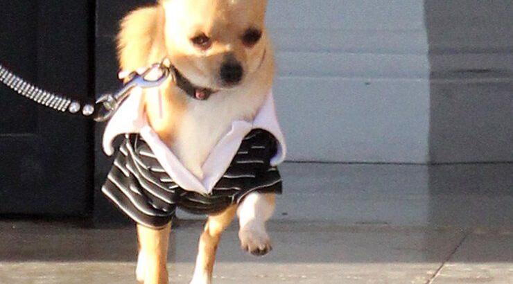 Σε ποιαν ανήκει αυτό το όμορφο σκυλάκι; [φωτογραφίες]