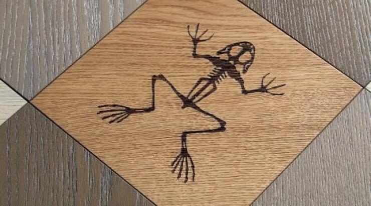 Απολίθωμα στο παρκέ