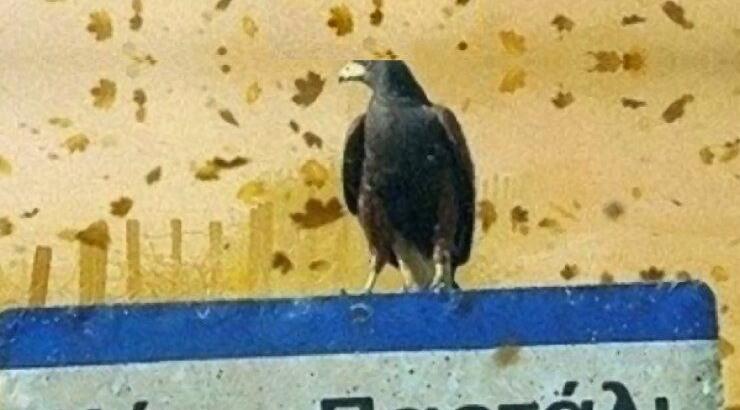 Πρωταγωνιστής σε ταινία gay περιεχομένου ηθοποιός του "Κάτω Παρτάλι" [εικόνες + βίντεο]