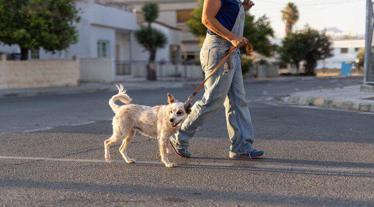 Οικολογικές συμβουλές για κατοικίδια!