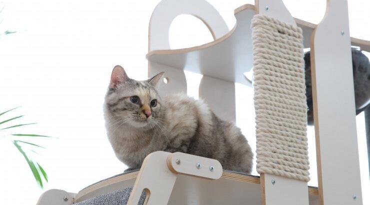 Milo για γάτες