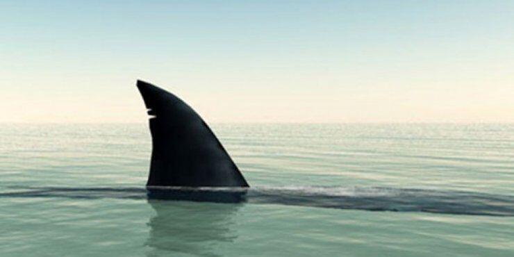 Αναστάτωση στη Λεμεσό μετά απο πληροφορίες για καρχαρίες