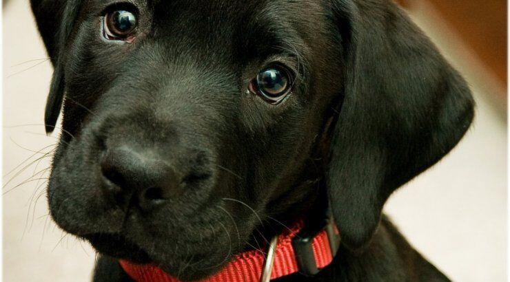 Γιατί τα σκυλιά γυρίζουν το κεφάλι τους στο πλάι όταν τους μιλάμε;