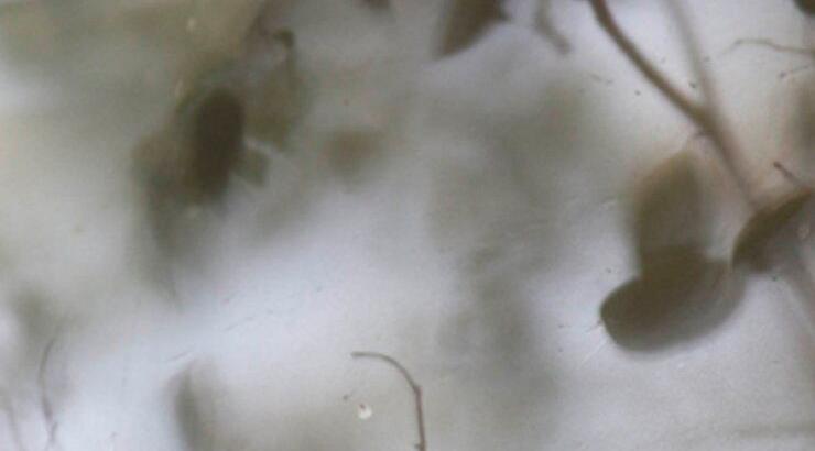 Μία παράσταση που έρχεται σπίτι σου