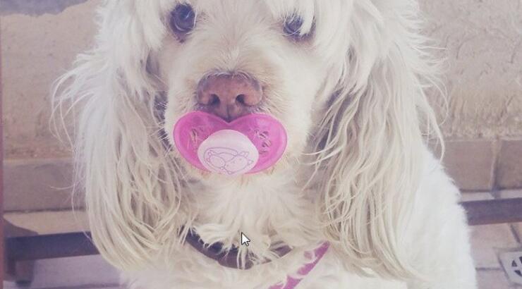 Ποιας επώνυμης Κύπριας το σκυλάκι έβαλε στο στόμα την πιπίλα της κόρης της