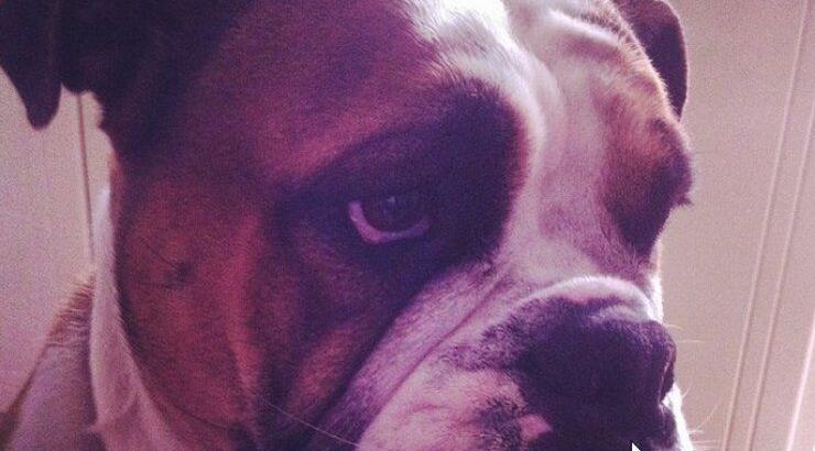 Γιατί "κατσούφιασε" ο σκύλος γνωστού Κύπριου ποδοσφαιριστή;