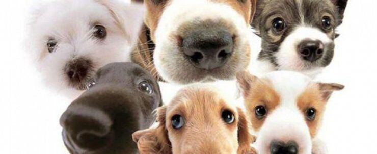 Προσοχή! Μάθετε γιατί δεν πρέπει να αφήνετε το σκύλο σας να σας γλύφει