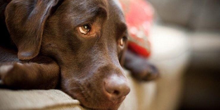 Τα σκυλιά μιμούνται συναισθηματικές εκφράσεις άλλων σκύλων