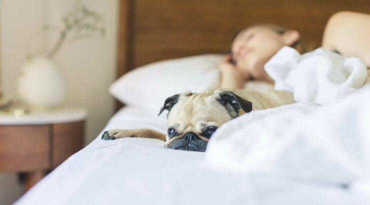 Όλα όσα πρέπει να γνωρίζετε εάν κοιμάστε στο κρεβάτι με το σκύλο σας