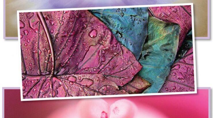 International Garden Photographer of the Year