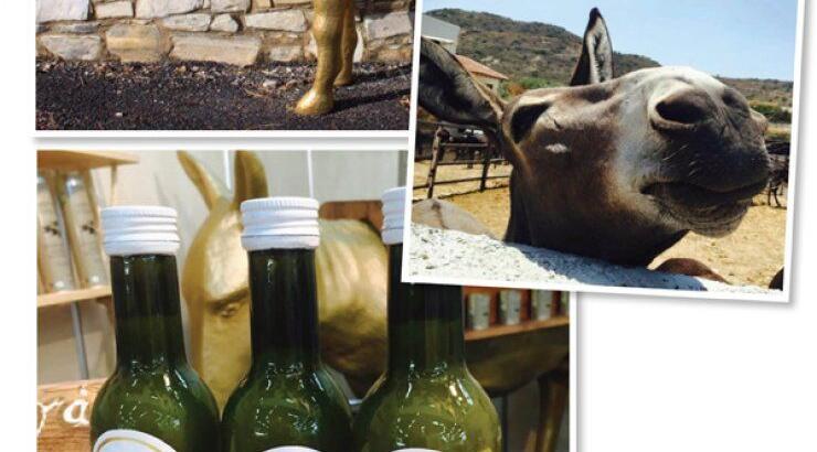 Η Golden Donkey Farm γιορτάζει τα πρώτα της γενέθλια