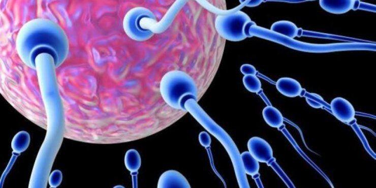 Γιατί μειώνονται τα σπερματοζωάρια του σύγχρονου άνδρα; 