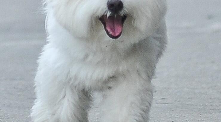 Σε ποιαν διάσημη ανήκει αυτό χαριτωμένο σκυλάκι; [εικόνες]