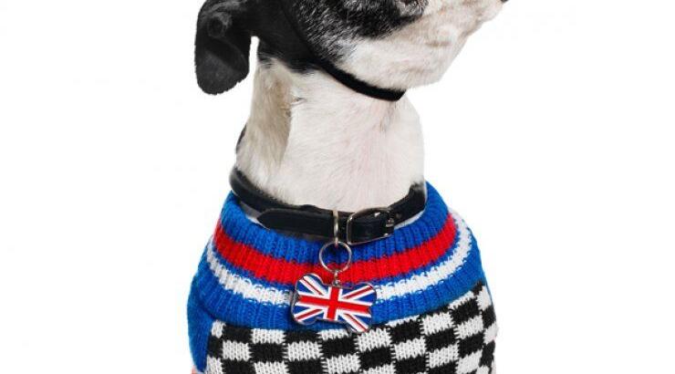 Η πασίγνωστη τραγουδίστρια που σχεδιάζει ρούχα για...σκύλους [εικόνες]